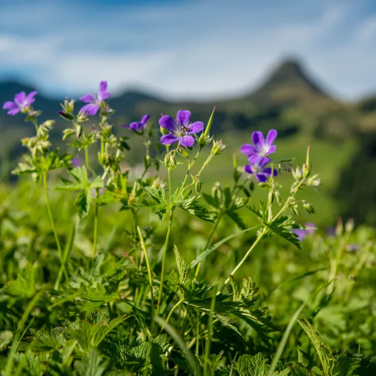 blumen_in_damuels_mit_mittagspitze_c_huber_images__damuels_faschina_tourismus.jpg
